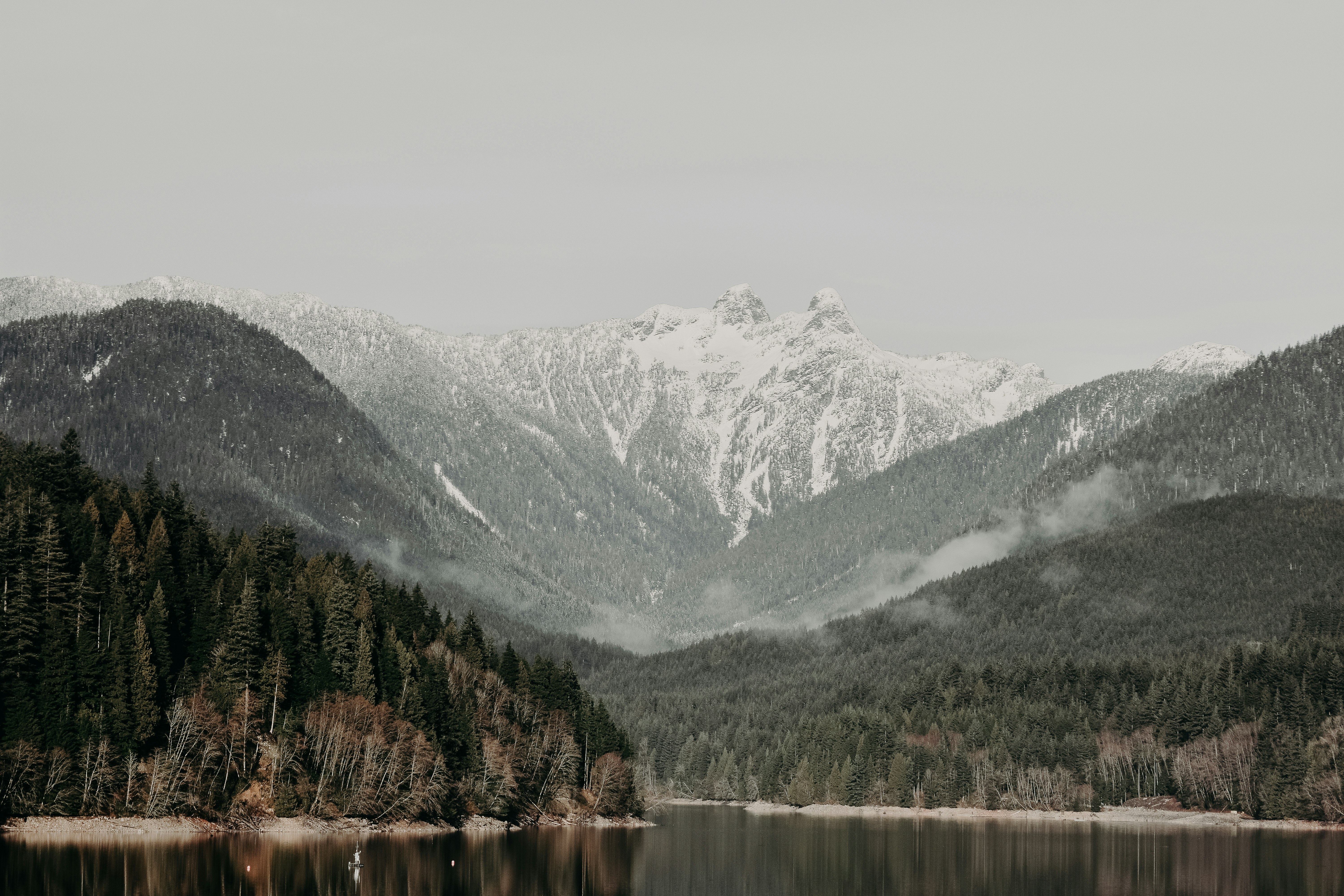 scenery of trees and mountain